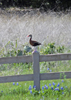 Black-bellied Whistling Duck